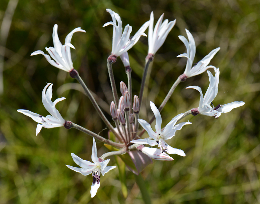 Nerine pancratioides